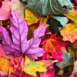 Vocal Autumn Leaves